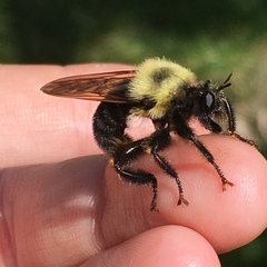 Laphria thoracica