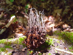 Xylaria liquidambar