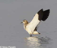 Sociable Lapwing photo 4
