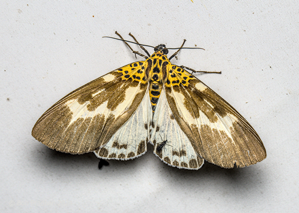 Asota tortuosa
