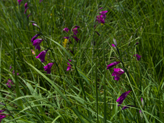 Gladiolus palustris