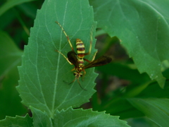Poecilopompilus interruptus