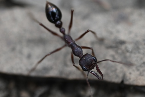 布氏牛蚁Myrmecia browningi