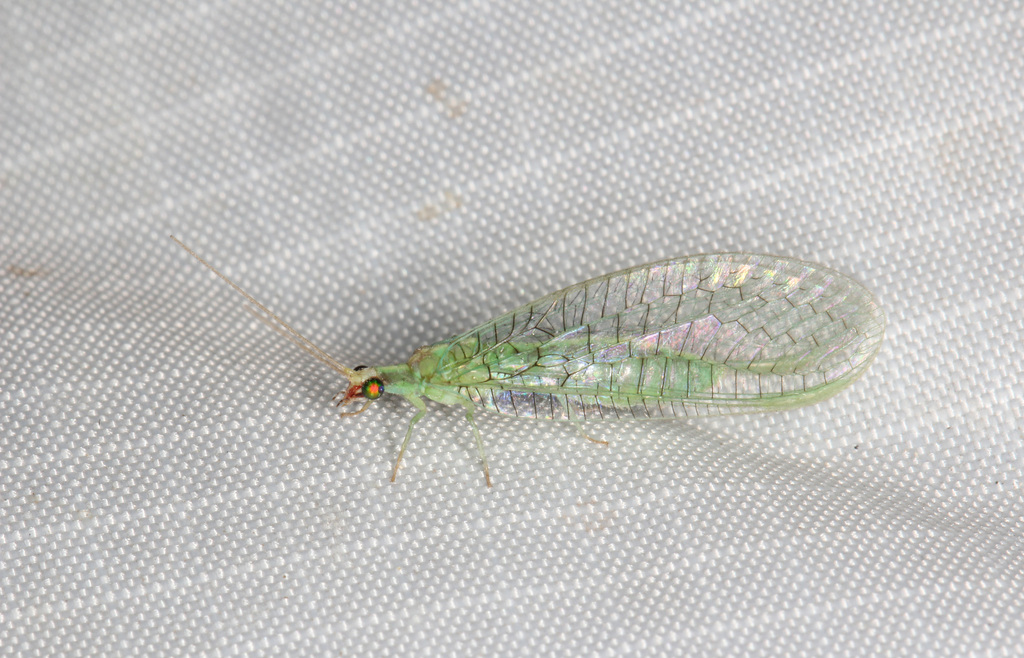 Meleoma kennethi