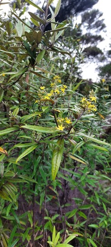 Corokia buddleioides (Corokia buddleioides)