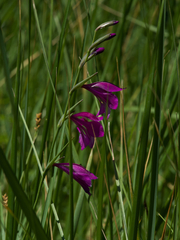Gladiolus palustris