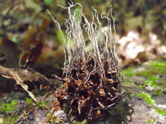 Xylaria liquidambar
