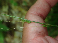 Carex debilis