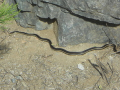 Masticophis lateralis