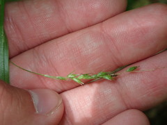 Carex debilis