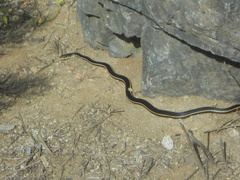 Masticophis lateralis