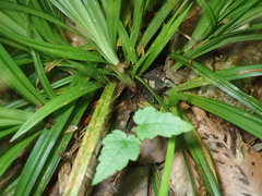 Carex debilis