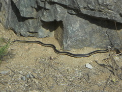 Masticophis lateralis