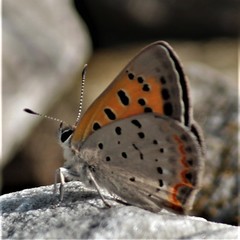 Lycaena phlaeas hypophlaeas