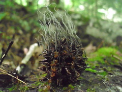 Xylaria liquidambar