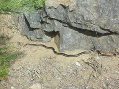 Masticophis lateralis