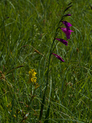 Gladiolus palustris