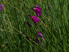 Gladiolus palustris