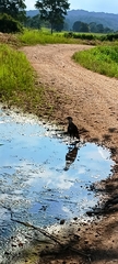 Caracara plancus image