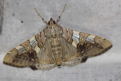 Glyphodes cosmarcha