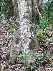 Pseudobombax ellipticoideum