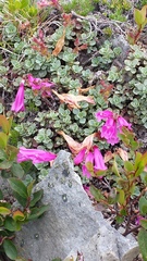 Penstemon rupicola