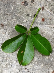 Pseudobombax ellipticoideum