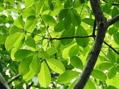 Pseudobombax ellipticoideum