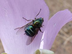 Eulonchus marginatus