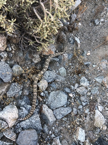 iNaturalist observation photo of Southwestern Speckled Rattlesnake