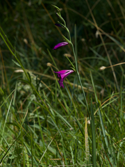 Gladiolus palustris