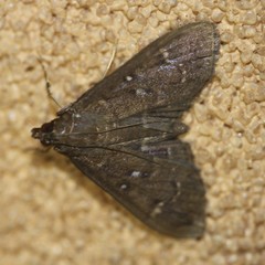 Prorodes mimica