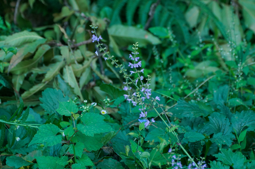 Image of Salvia japonica by (c) WATANABE Hitoshi 渡辺仁, some rights reserved (CC BY)