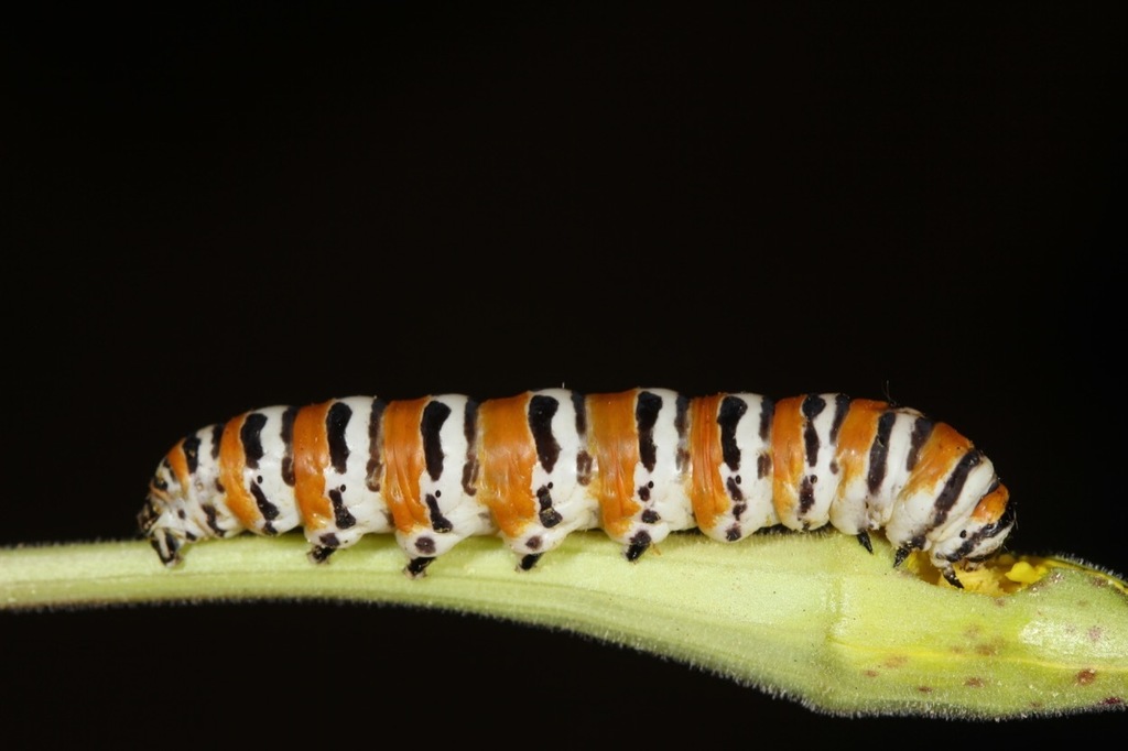 Eupseudomorpha