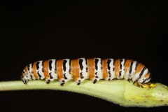 Eupseudomorpha brillians