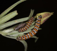 Eupseudomorpha brillians