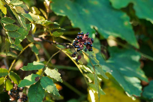 Image of Zanthoxylum piperitum by (c) WATANABE Hitoshi 渡辺仁, some rights reserved (CC BY)