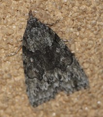 Calathusa basicunea