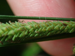 Carex emoryi