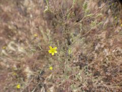 Benitoa occidentalis