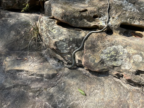 Common Tree Snake sighting