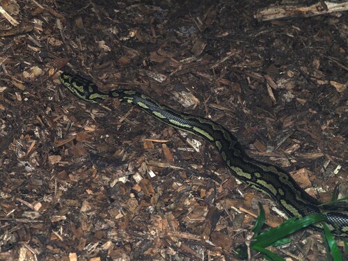 Jungle Carpet Python sighting