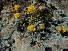 Chaenactis glabriuscula