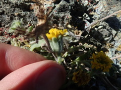 Chaenactis glabriuscula