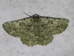 Aeolochroma hypochromaria