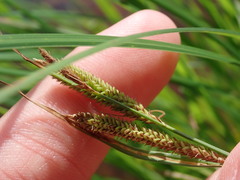 Carex aquatilis substricta