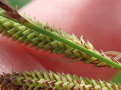 Carex aquatilis substricta