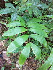 Zamia montana