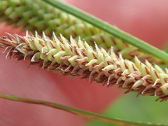 Carex aquatilis substricta