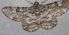 Cleora sabulata